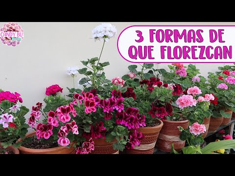 Video: ¿Por qué los geranios no florecen?
