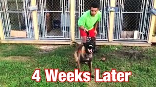 Why IS Confidence Important For Protection Dogs