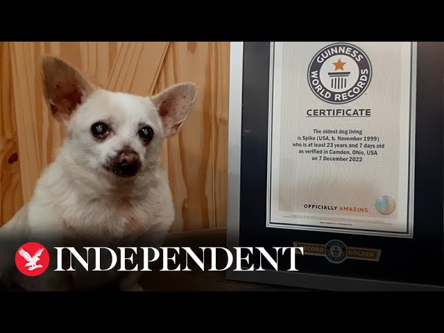 Chihuahua cross from Ohio named world's oldest living dog - YouTube