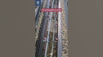 AI-Powered pebble sorting site#minerals #mineralprocessing #mining #pebbles #aipowered #sorter