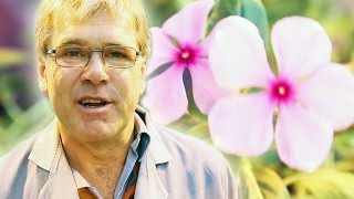 Phytoplasmas in Plants - Foodskey