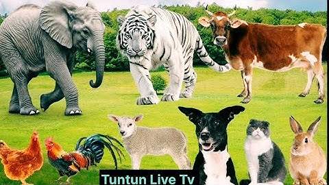 20 Animals Name and Food | English | Animals for kids &#nurseryrhymes #animalsname #kidssound#tiger 