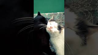 Любовь котиков #котики #funnyvideo #cute