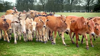 Suara sapi lembu berkeliaran di ladang memanggil kawan untuk pulang ke kandang - Bunyi sapi Lembu #2