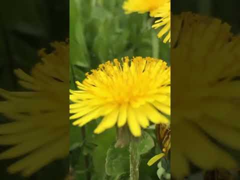 Одуванчик и ее польза