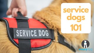 Service Dogs 101: What is a service dog? How to train one? How do they navigate public spaces?