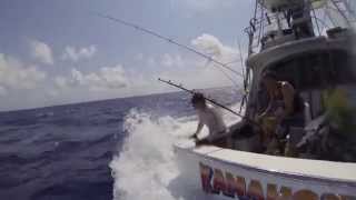 Black Marlin Cairns Australia