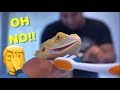 OH NO !! Giving Water To My Bearded Dragons / Tips and Tricks