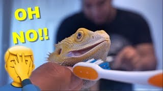 OH NO !! Giving Water To My Bearded Dragons / Tips and Tricks