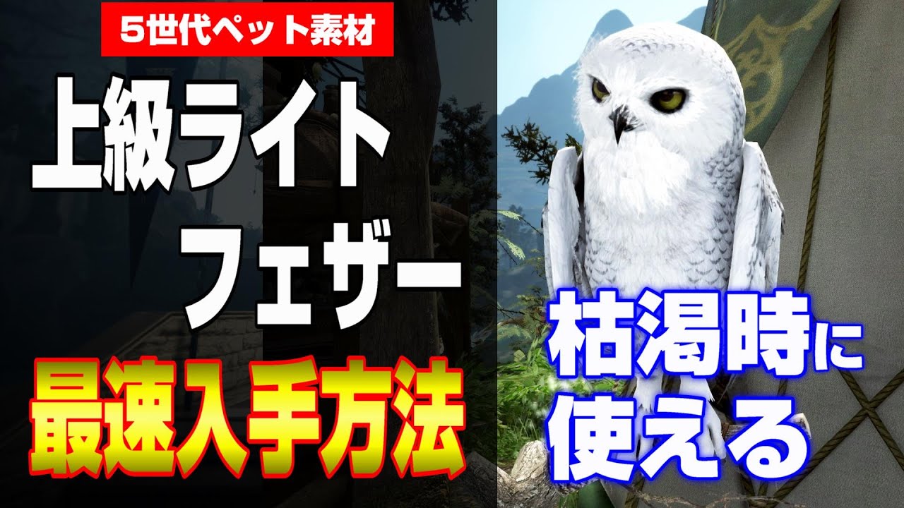 黒い砂漠 5世代ペット実装 取引所枯渇時の上級ライトフェザーの意外な入手方法 Youtube