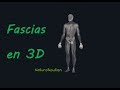 Description anatomique des fascias en 3d naturosoutien