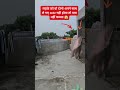 मिलनी आई मा बैठा से#shortsvideo