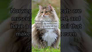 Biggest Cat Breeds #shorts #cats #cat