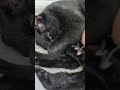 黒猫の爪ゴミ🐱 - Cats Nails - #shorts #cat
