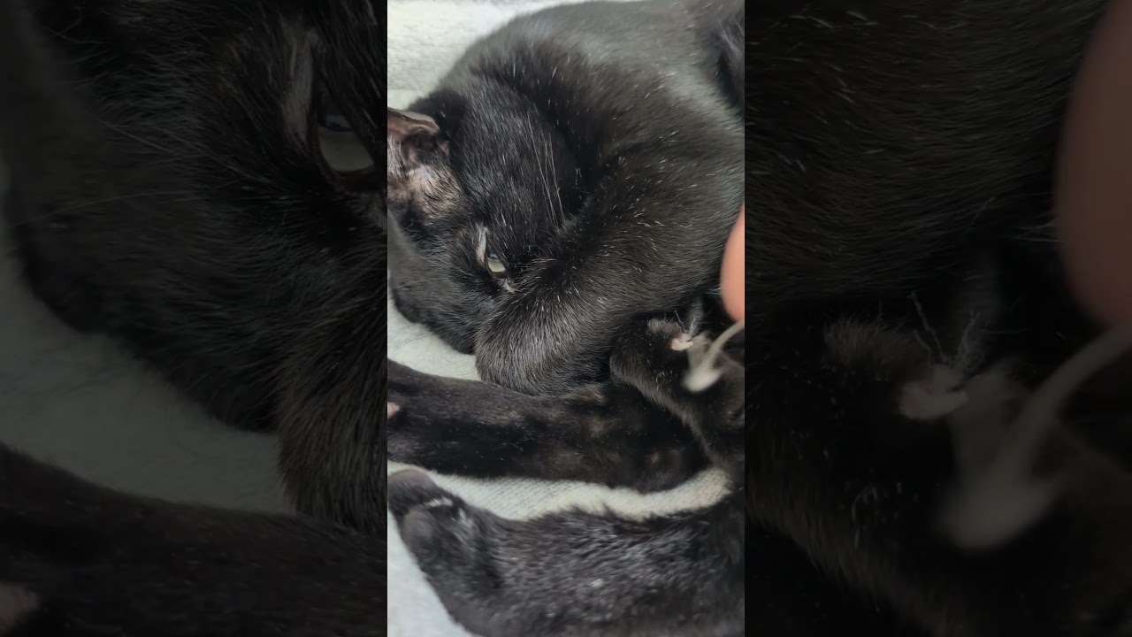 黒猫の爪ゴミ🐱 - Cats Nails - #shorts #cat