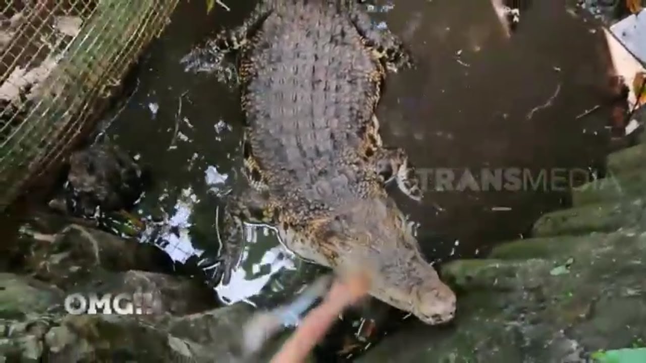 Tim Damkar Depok Evakuasi Buaya Peliharaan | OMG!! (28/01/22)