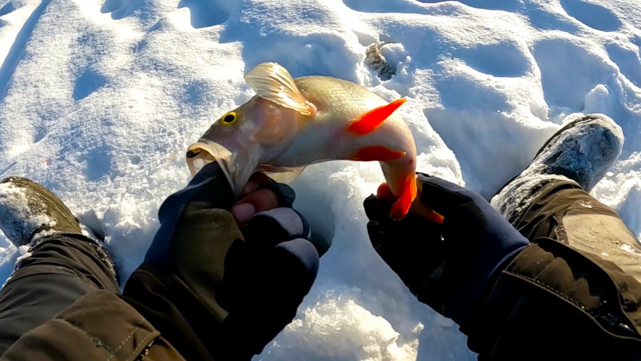 ЩУК не КЛЮЁТ! НАШЁЛ где ОКУНЬ КРУПНЫЙ ЖИВЁТ!  Ловля ОКУНЯ, ПЛОТВЫ, ЛЕЩА, ЕРША на мотыля в ГЛУХОЗИМЬЕ