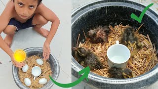 Sunlight duck egg hatching  Sunlight incubator real egg hatching 100% result