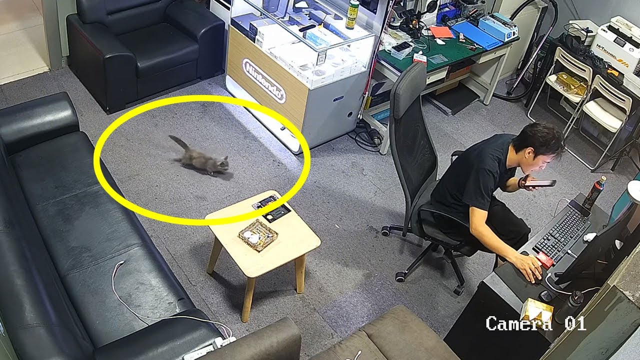 Больной котёнок сам зашёл в мой магазин... и выбрал меня.