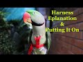 ハーネスの説明と装着-アレクサンドリンインコ