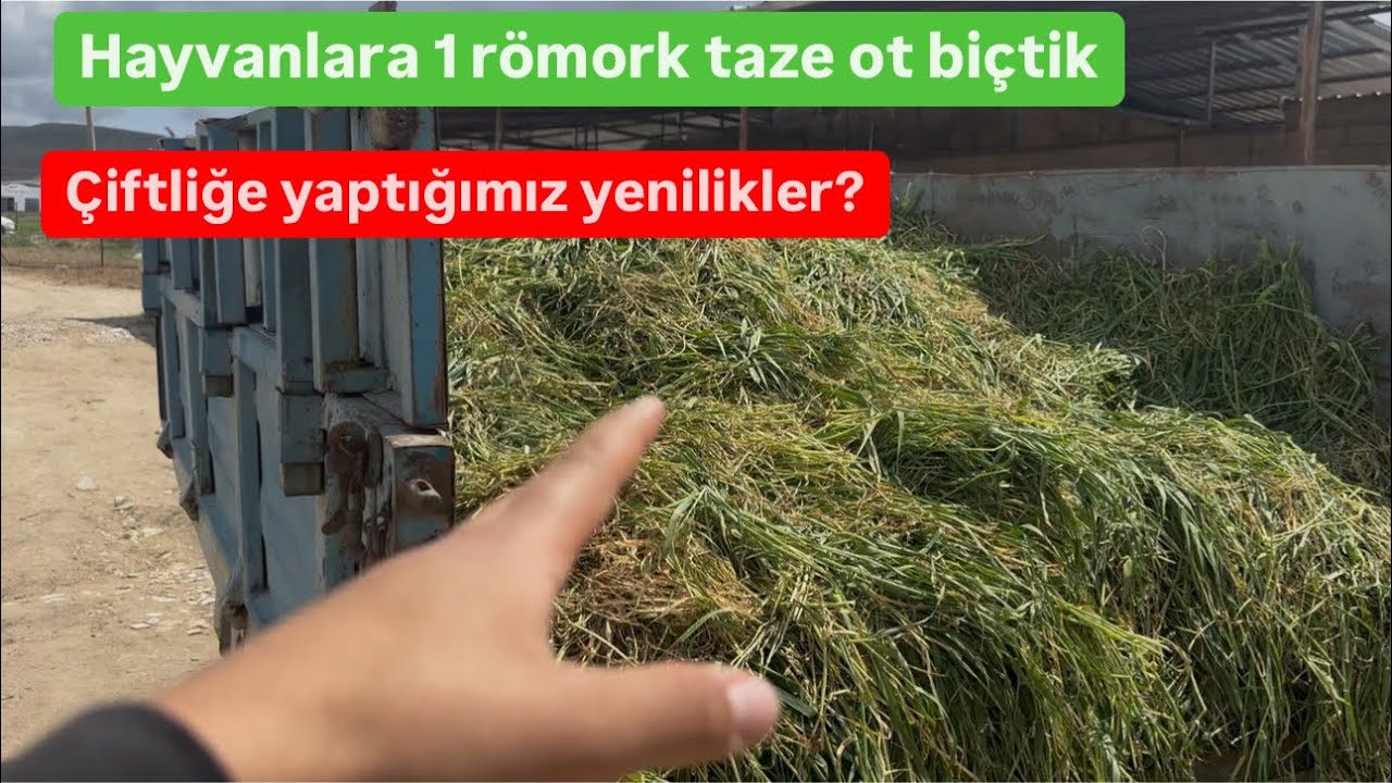 Yeni çiftliğe yaptığımız yenilikler neler? / Hayvanlara bir römork taze ot biçtik