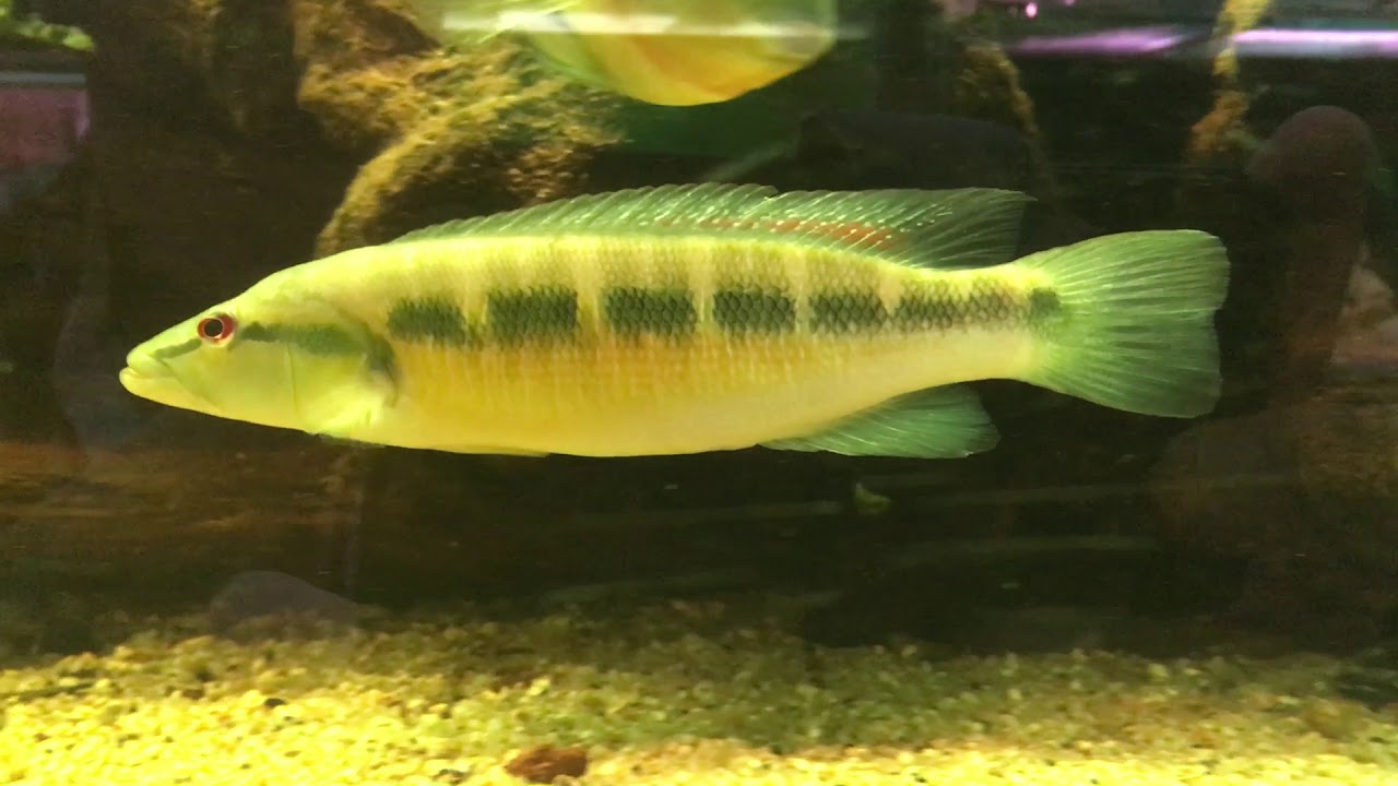 Crenicichla missioneira