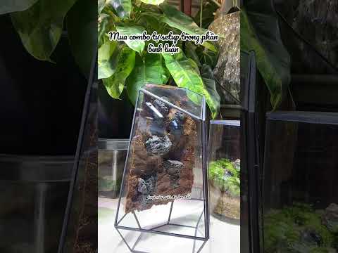 Video: Bể Cá Terrarium - Chuyển Bể Cá Thành Vườn Terrarium