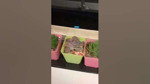 frame interpolation by convolutional neural network