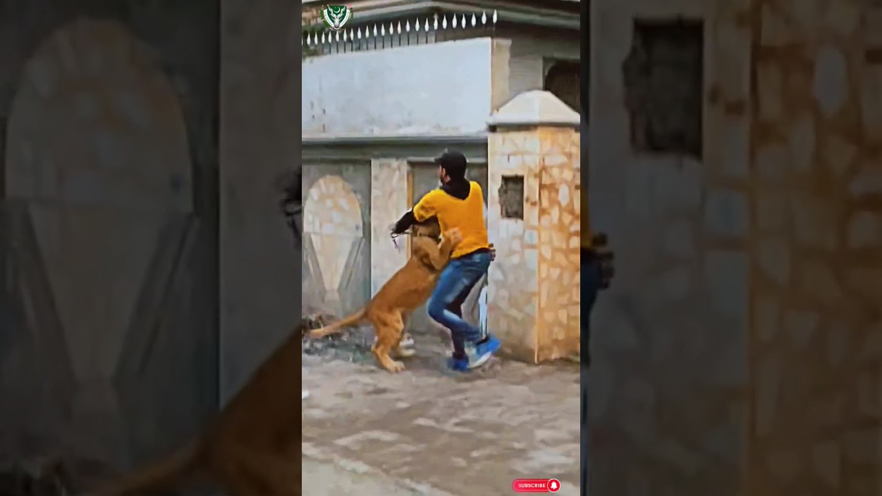 Don't miss end 😂🤣😋lion playing on my friend 🤣😱 