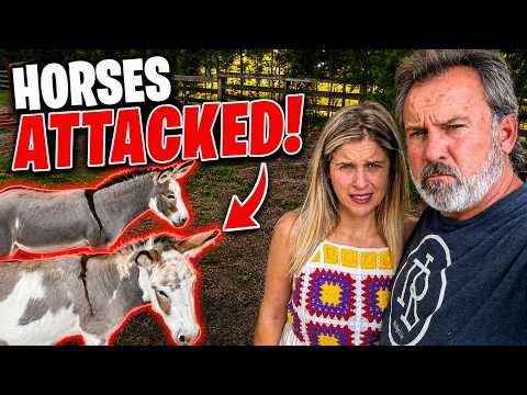 Total CHAOS! | THIS Did Not End Well! | Trying To Integrate The Donkeys With The Horses & Cows