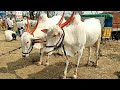 || Bull Market Sankeshwar Karnatak || Baliraja || बैल बाजार संकेश्वर कर्नाटक || बळीराजा ||