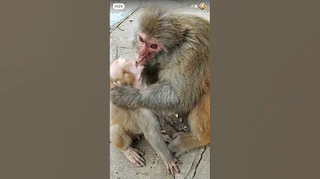 обезьяны готова вырвать из зубов  то что у нее забрали