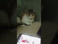 #cat #beautiful #health