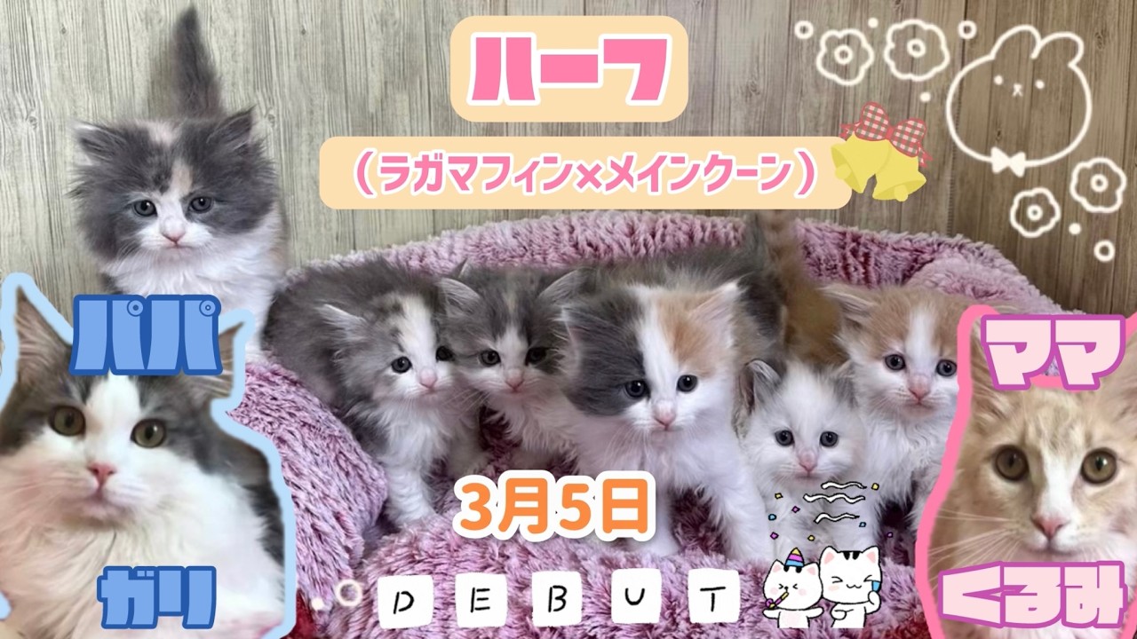 マルエスペット通信2026年3月号掲載😸仔猫ちゃん紹介😸ハーフ（ラガマフィン×メインクーン）