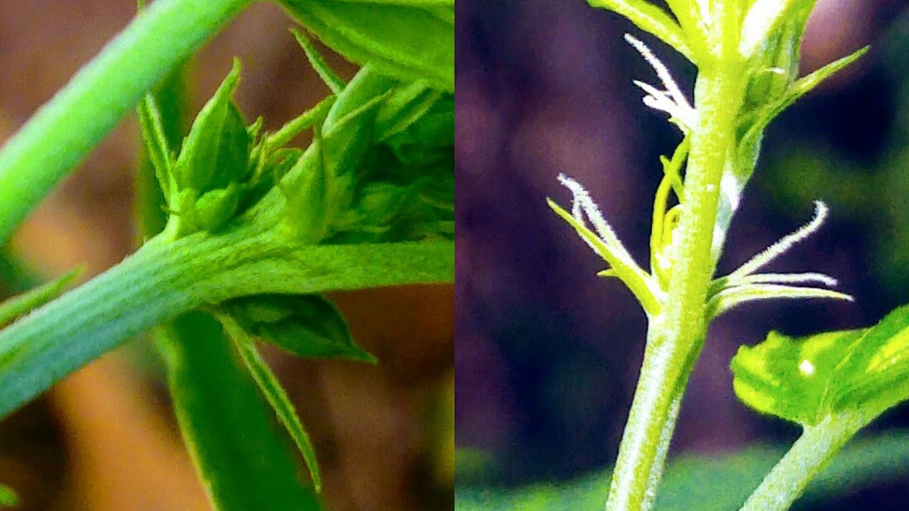 Cannabis Macho Perto Das Fêmeas Como Identificar #63 ( GORDÃO THC )