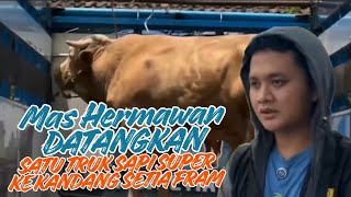 Mas Hermawan Brings in a Truckload of Super Jumbo Cattle to Restock Setia Farm