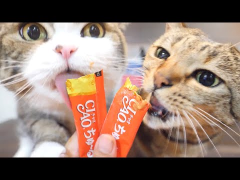 子供の日のねこ。-Children's Day and Maru&Hana.-