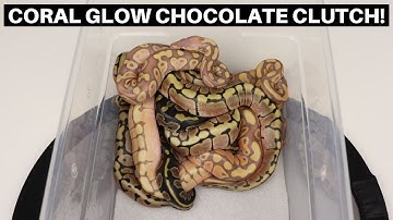 The Last Coral Glow Ball Python Clutch Of 2021! Ball Python Egg Cutting - Benjamin