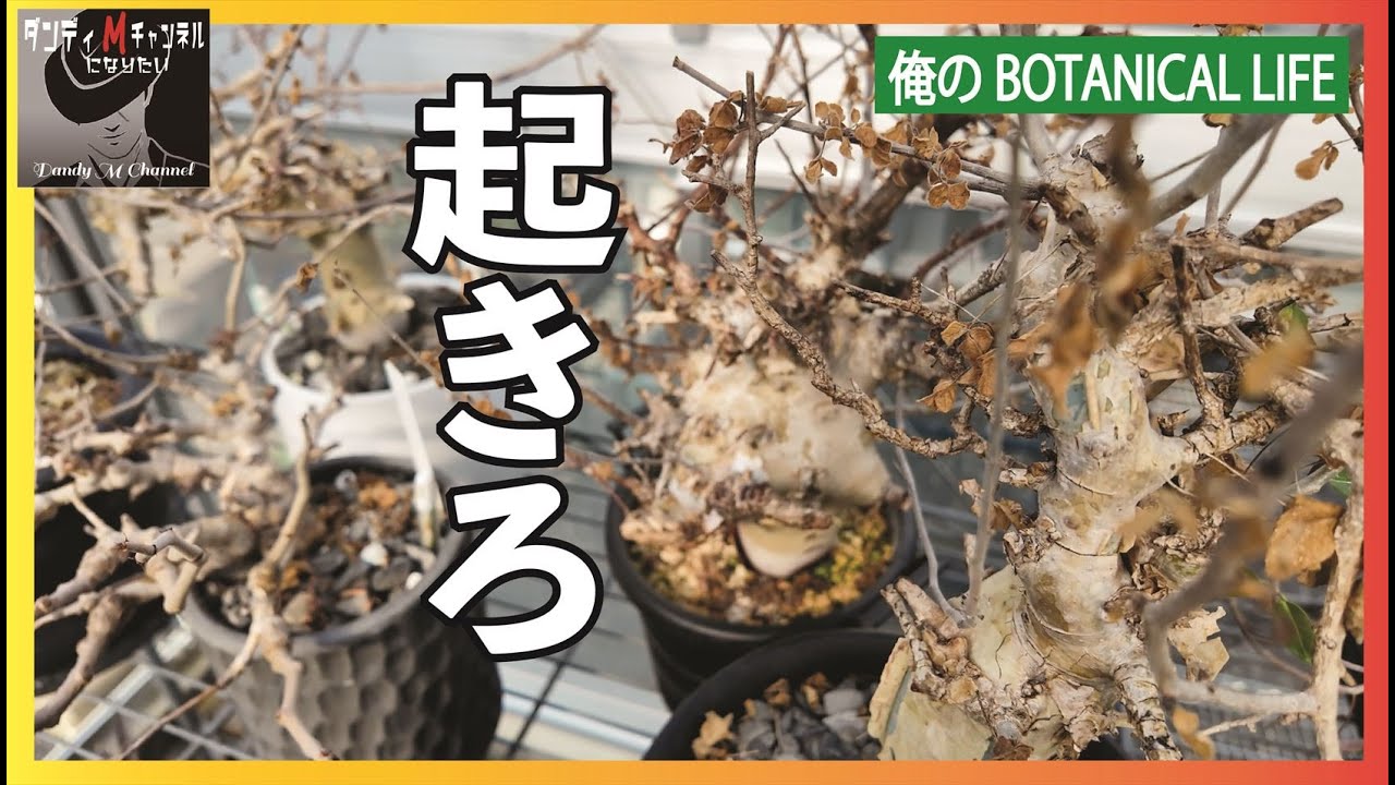 冬越して目覚めない塊根植物の起こし方　パキプス・コミフォラ・モンストローサ・ボスウェリアネグレクタ・ガジュマル・フィカスなど