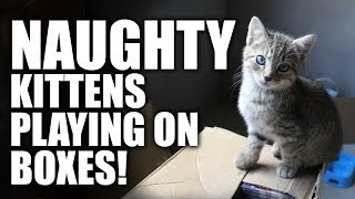 Kittens Playing on Boxes! And Then Attack Me! CRAZY!