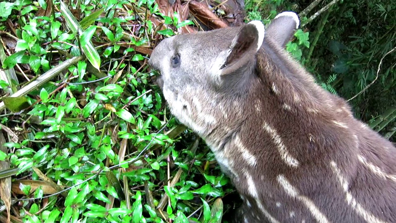 亞馬遜雨林南美貘 Lowland Tapir In Amazon Rainforest Youtube