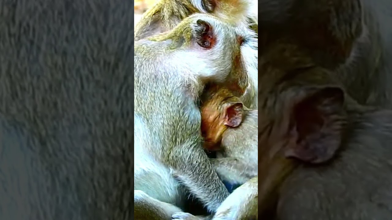 monkey Jane is very good mother, she is so smart