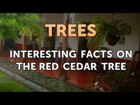 Interesting Facts on the Red Cedar Tree