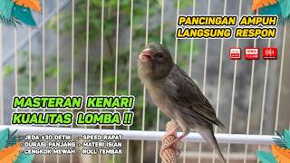 Kenari GACOR NGEREK‼️ Masteran Kenari PAUD dan Pancingan Kenari MACET BUNYI dan Betina NGIWIR -441
