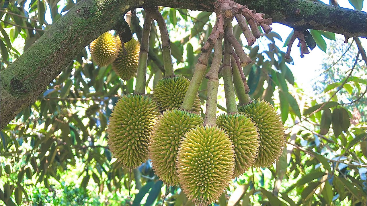 Thời điểm phun thuốc, bón phân tốt nhất giúp trái sầu riêng tròn đều | 0969.258.823