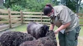 Zoo to You: Training our black Welsh mountain sheep