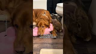 Golden Retriever And Bunny Are Best Friends 🐶💕🐰