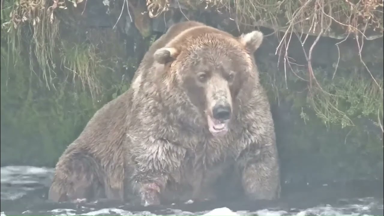 Otis through the years. Footage courtesy of explore.org