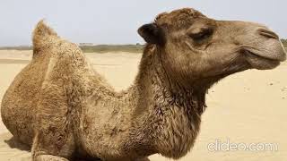 Camel Sounds Resimi
