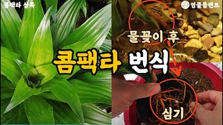 콤팩타 번식이 어려우셨다면 🌴 이렇게 해보세요~^^